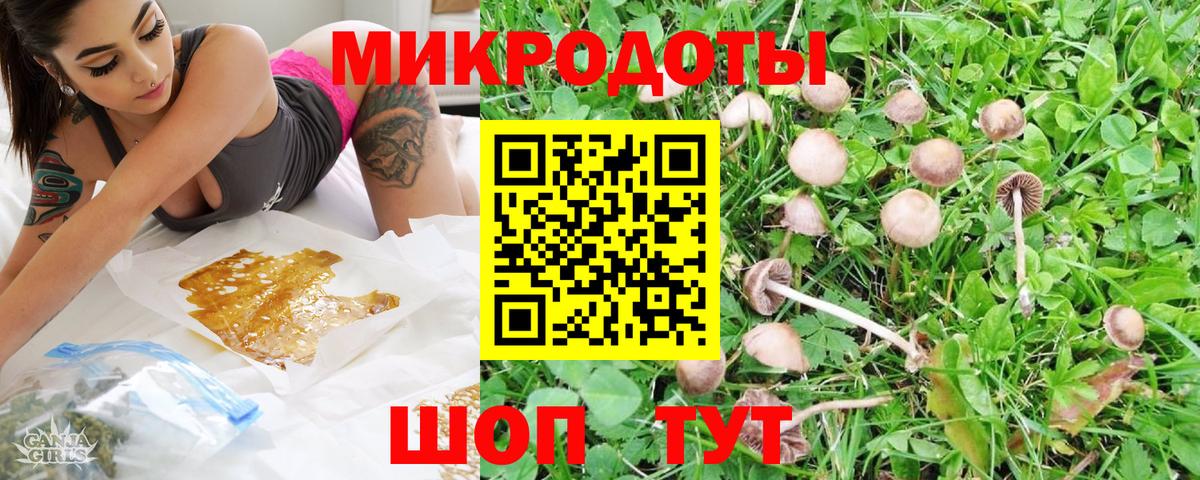 Галлюциногенные грибы Psilocybe Унеча
